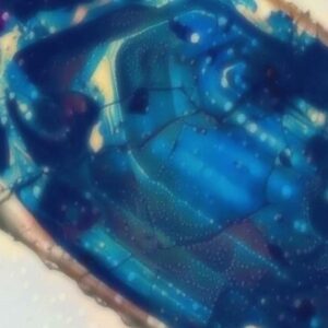 Alchemical Zircon and Danburite