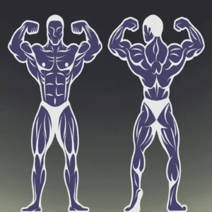Chest and Back