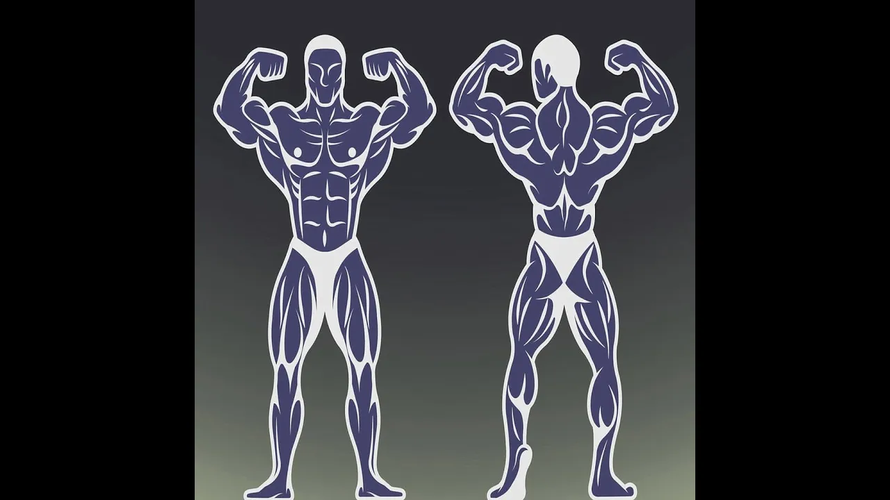 Chest and Back