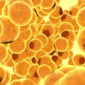 Fat Cell Converter Powerful Plus +11x(Extra Strong)
