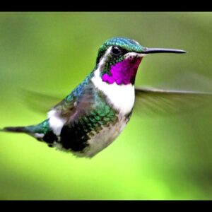 Hamour -Hummingbird Powerful Plus+11x(Extra Strong
