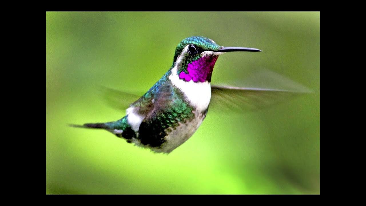 Hamour -Hummingbird Powerful Plus+11x(Extra Strong