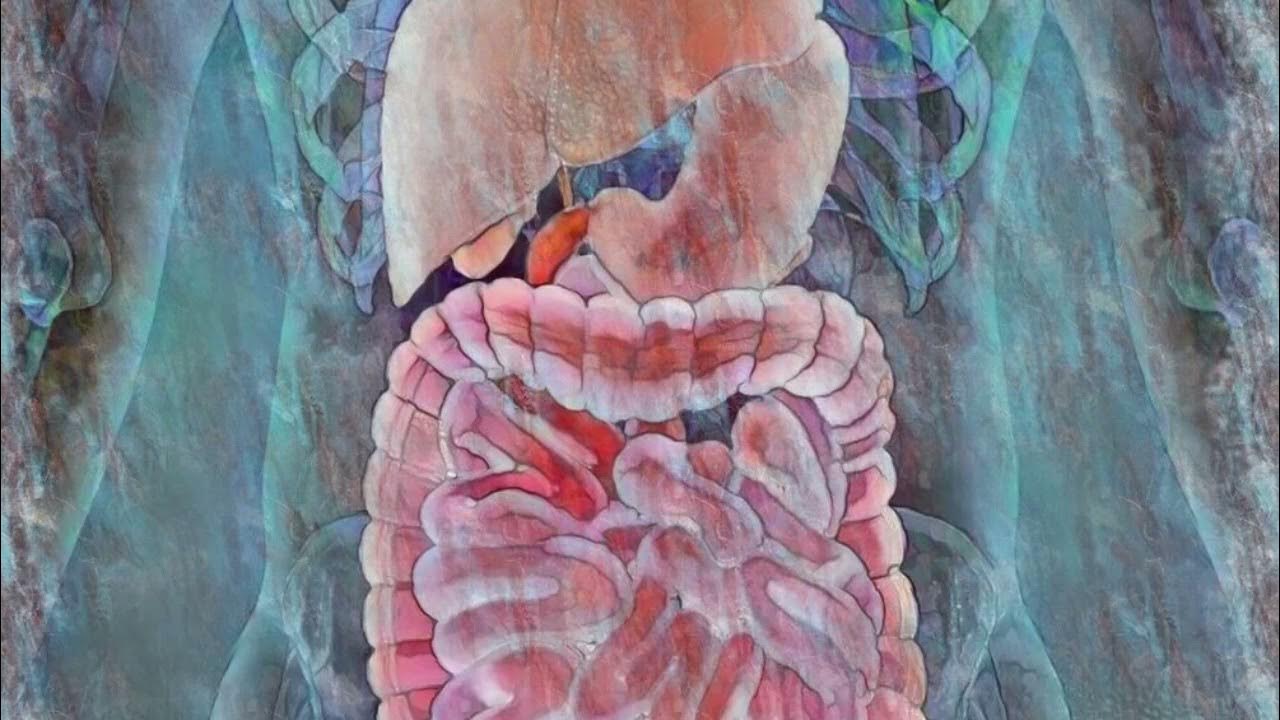 The Iron Gullet (Gastrointestinal Inflammation Help)