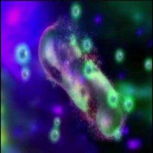 The Bacteria and Fungi Apocalypse