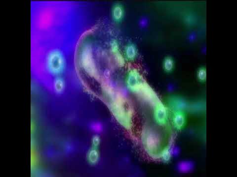 The Bacteria and Fungi Apocalypse