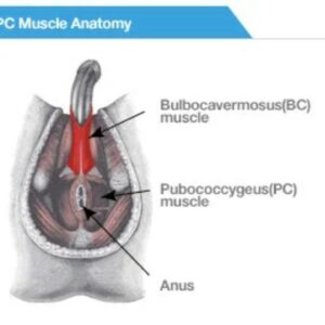 PC and BC Workout Automated Powerful Plus +11x(Extra Strong) - Sigh Energy