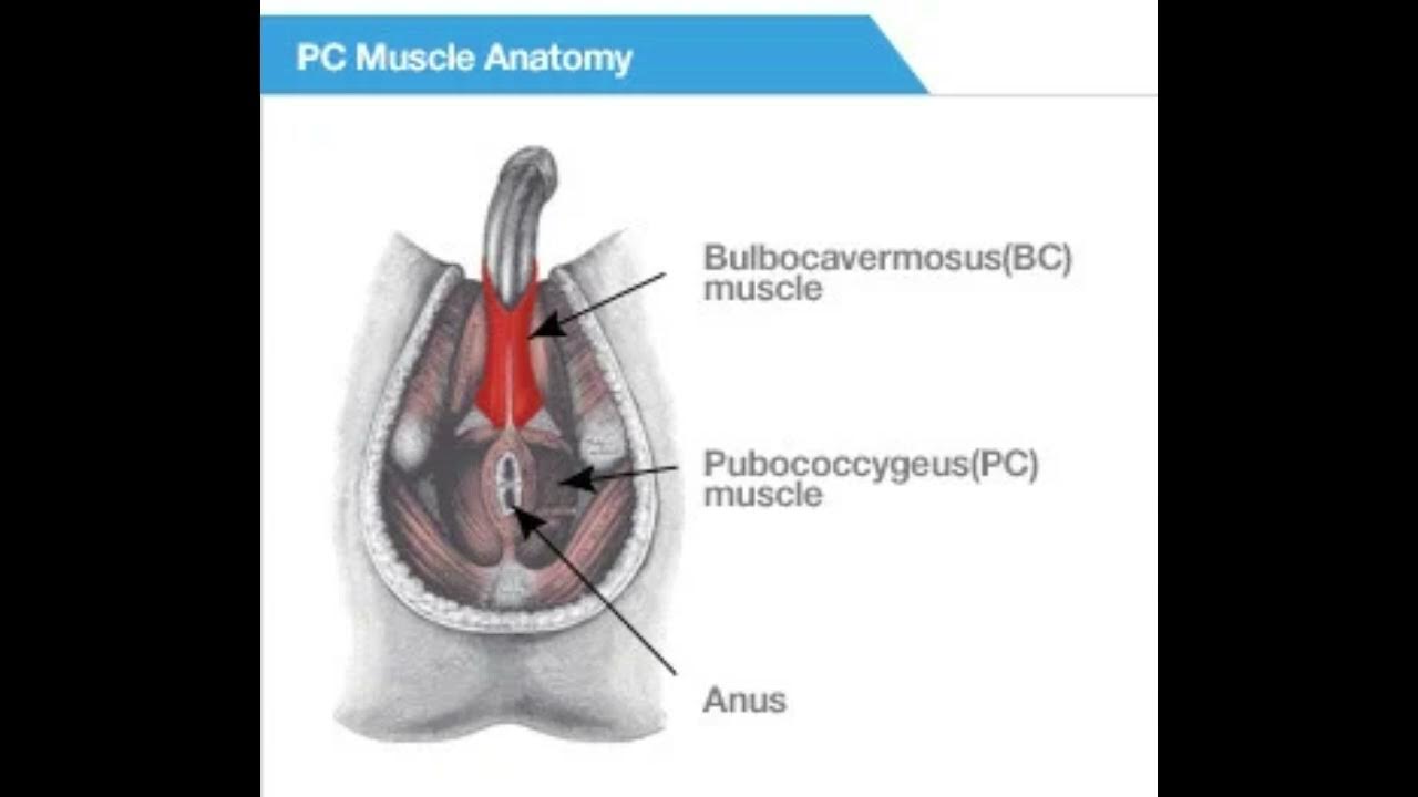 PC and BC Workout Automated Powerful Plus +11x(Extra Strong) - Sigh Energy