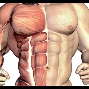 Muscle Hyperplasia Inducer Powerful Plus +11x(Extra Strong) - Sigh Energy