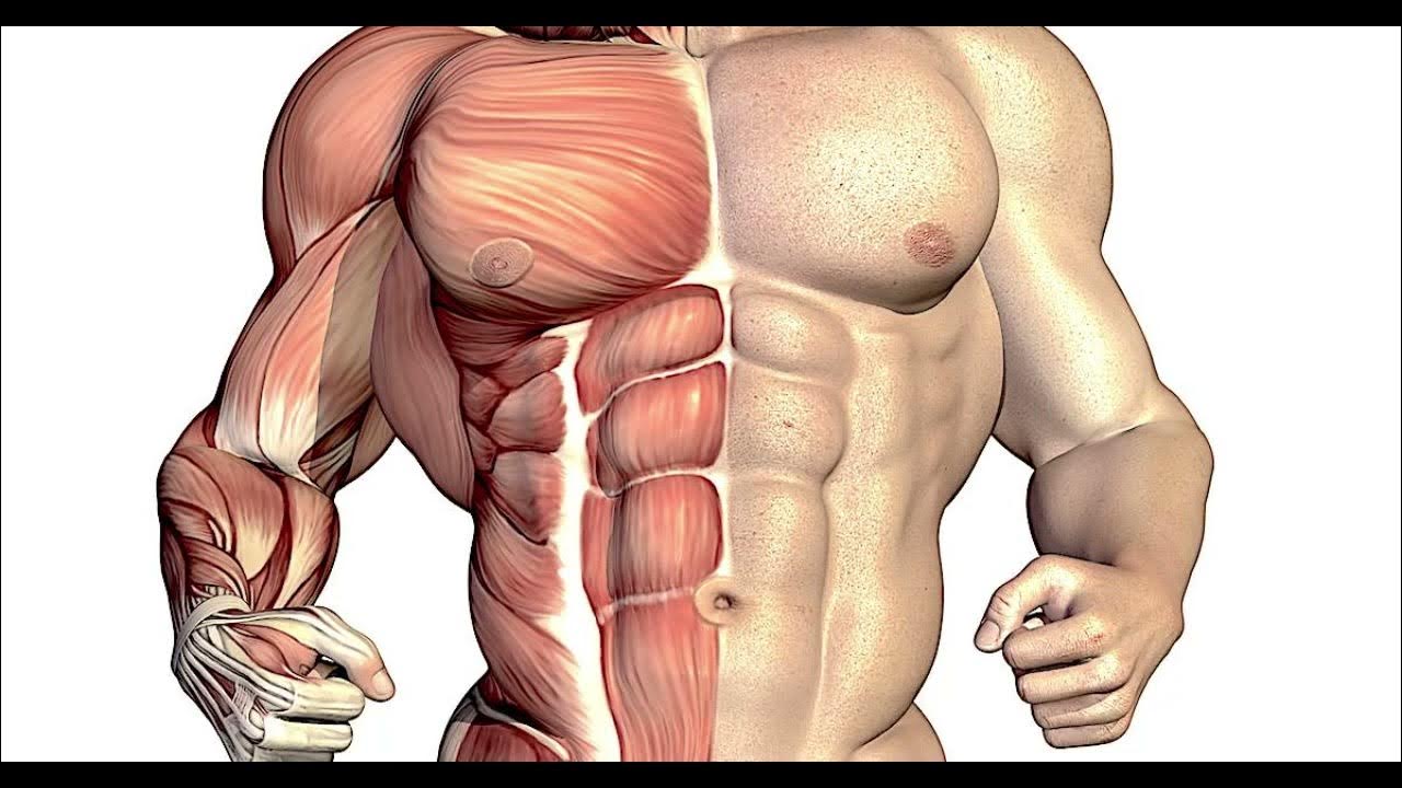 Muscle Hyperplasia Inducer Powerful Plus +11x(Extra Strong) - Sigh Energy