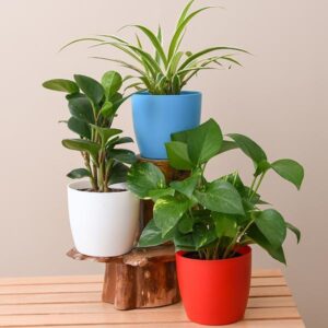 Plants Love Powerful Plus +11x (Extra Strong)